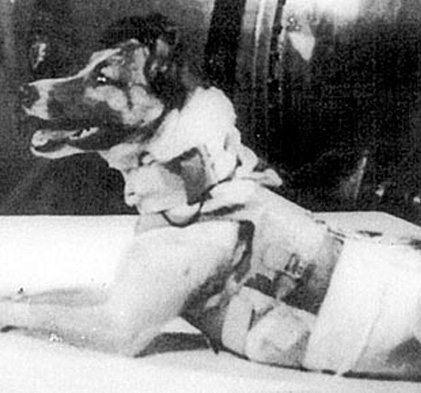 Первая собака в спутнике. Первая собака космонавт лайка. Собака лайка в космосе. 1957 Лайка в космосе. Собака лайка 1957.